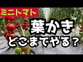 【ミニトマトの育て方】葉かきはどこまでやるべきか？