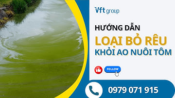 Hướng dẫn cách loại bỏ rêu ra khỏi ao nuôi tôm | VFT Group