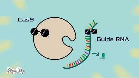 Improving Testing for COVID-19 with CRISPR! (featuring SHERLOCK)