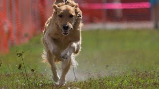 My Dog Runs 25 mph In A 100 Yard Dash - AKC Fast Cat
