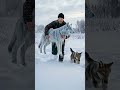 Wolf Pup Saves His Frozen Mother With A Kind Man's Help! #wolf #rescue #humanity #animal