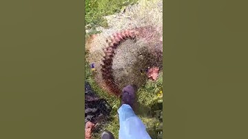 ugly transitions part 2 #cringe #fyp