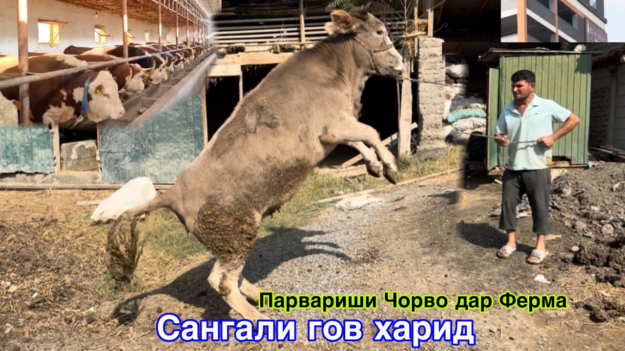 БУКАПАРВАРИ ДАР ТОЧИКИСТОН, САНГАЛИ КОРА САР КАРД ДАР ФЕРМА, ( ДЕХКОН БАЧА)  18 октября 2024 г.