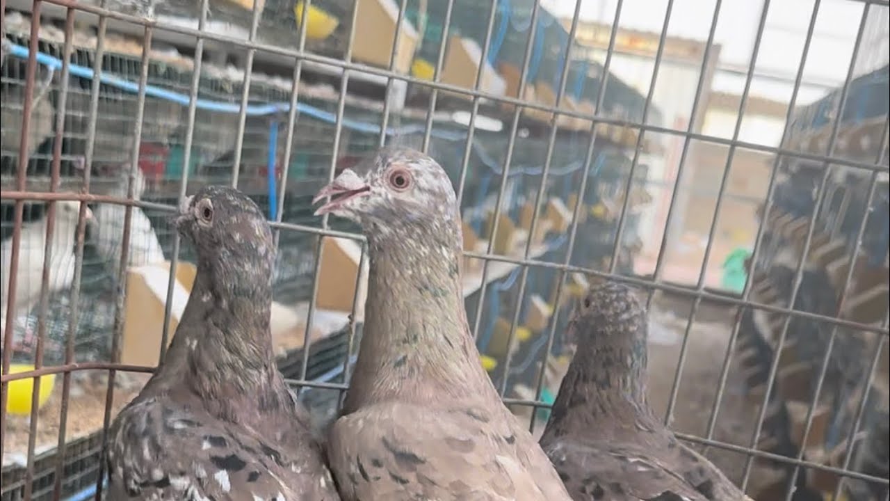 عرض بعض من درجات الزاجل الكاكي اللمند والبراون اللمند