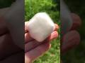 Why Does This Look More Like Fur Than Food?