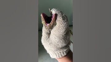 Tắc kè bông vàng size to đep