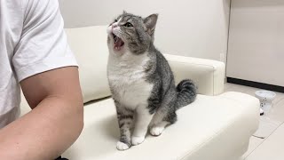 「なでなでしろ」と一生懸命おねだりしてくる猫がマジかわいすぎたw