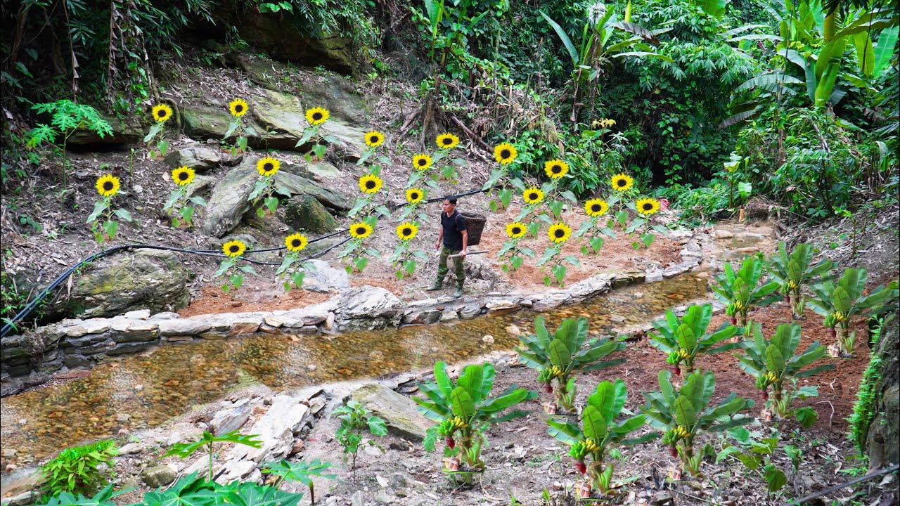 Обновите весь сад, начните сажать фиолетовую кукурузу и карликовую папайю – Mountain Gardening