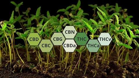 Quick Facts - What is full spectrum CBD?