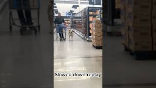 Fake service dog barks and whines at two real service dogs in Walmart #fakeservicedog