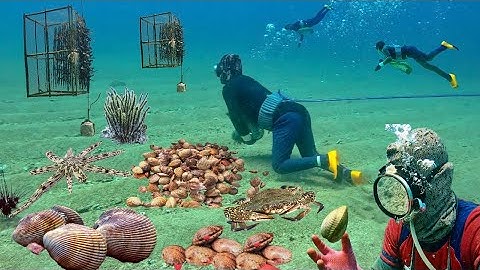 Bội Thu Nhiều Hải Sản Giá Cao, Thợ Lặn Kiếm Tiền Triệu Sau Những Ngày Biển Động | Cảnh 86