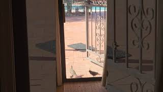 Quail tapping on glass door. They want in! #quail #birds #tucson #arizona