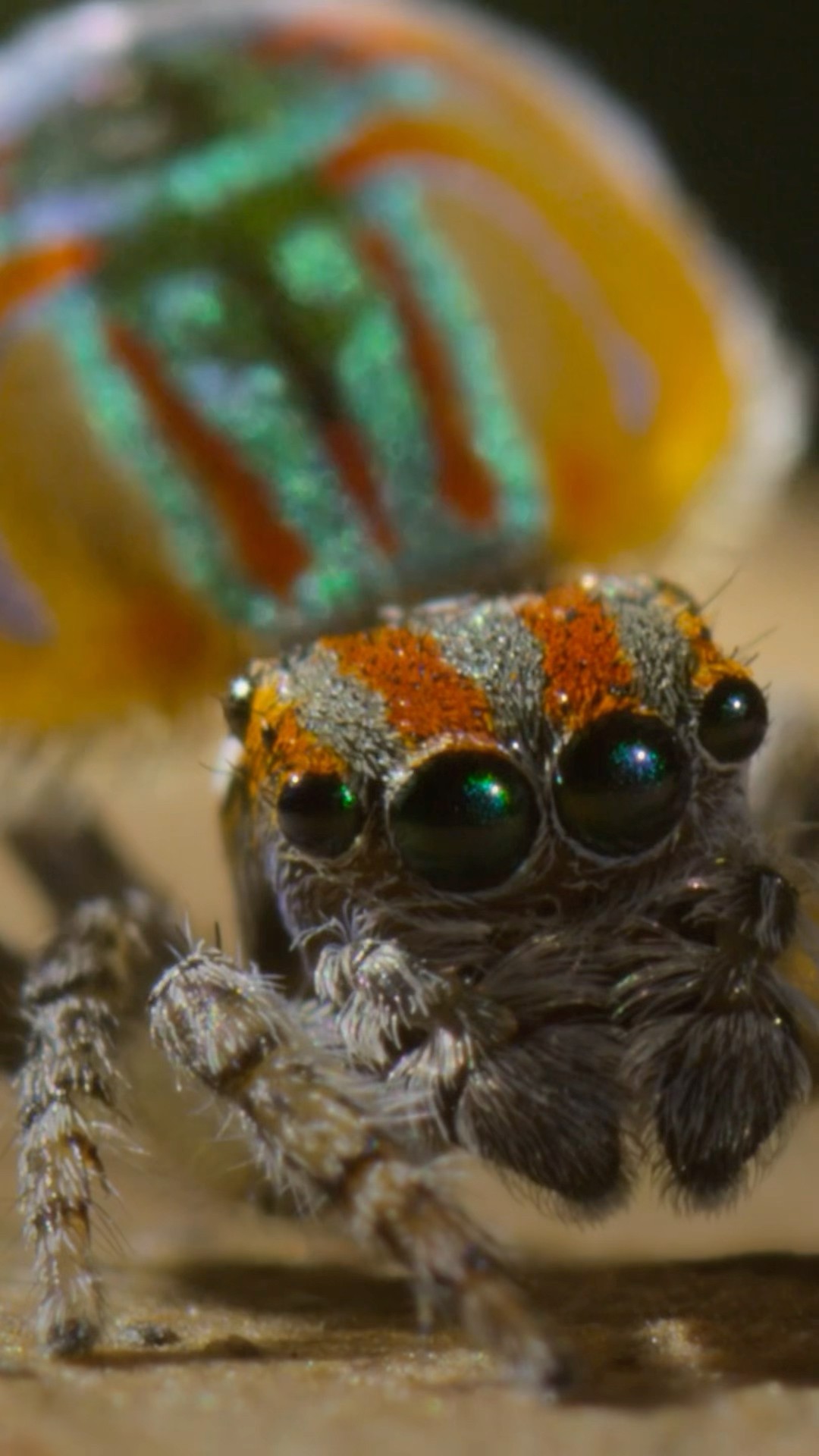 It's called a peacock spider, and it DEFINITELY lives up to the name #ARealBugsLife