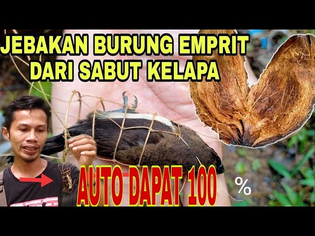 JEBAKAN BURUNG EMPRIT DARI SABUT KELAPA ||AEJA CHANNEL class=