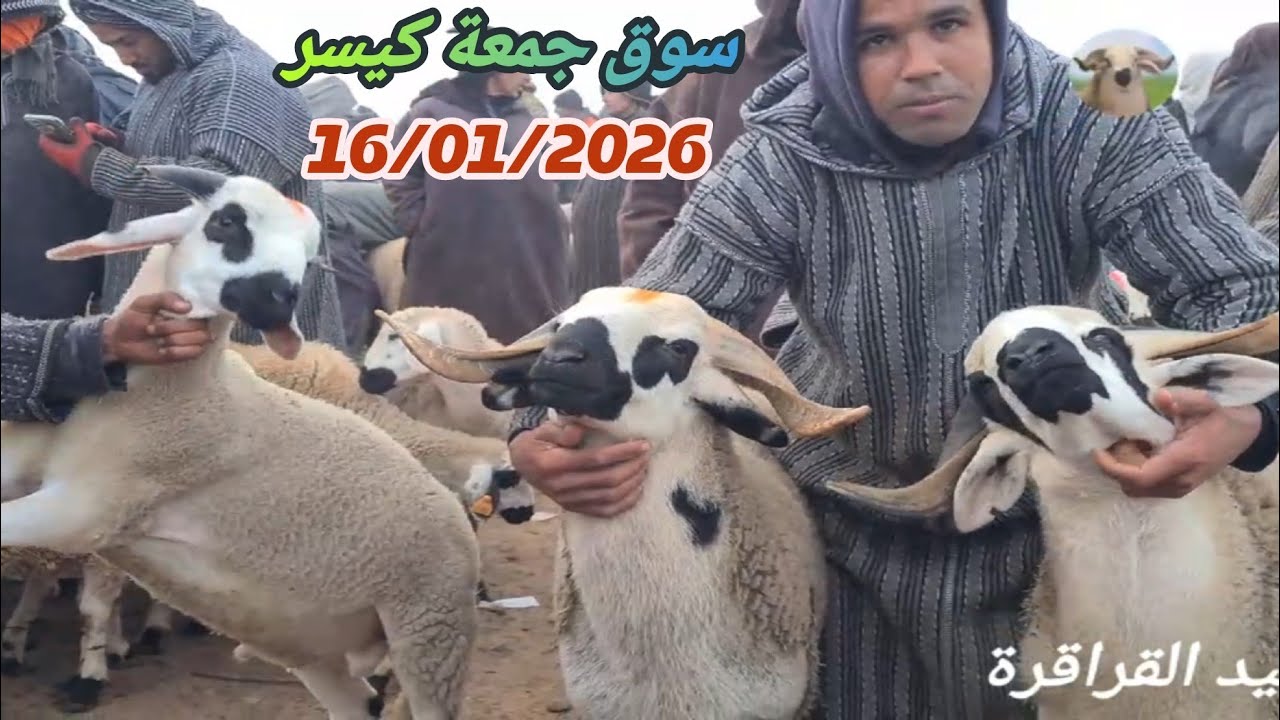 سوق جمعة كيسر 16/01/2026 اقليم سطات مع ثمن 🐑🐏🇲🇦