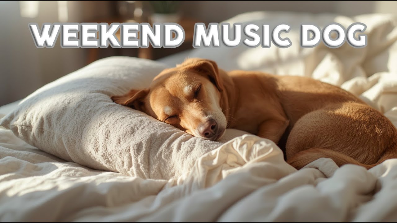 Healing Weekend Music for Dogs 🐾 Deep Sleep in the Bedroom