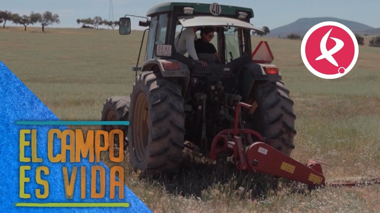 Aurora supera sus miedos y siega por primera vez | El campo es vida