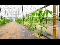 Planting 350 Tomatoes in High Tunnel!