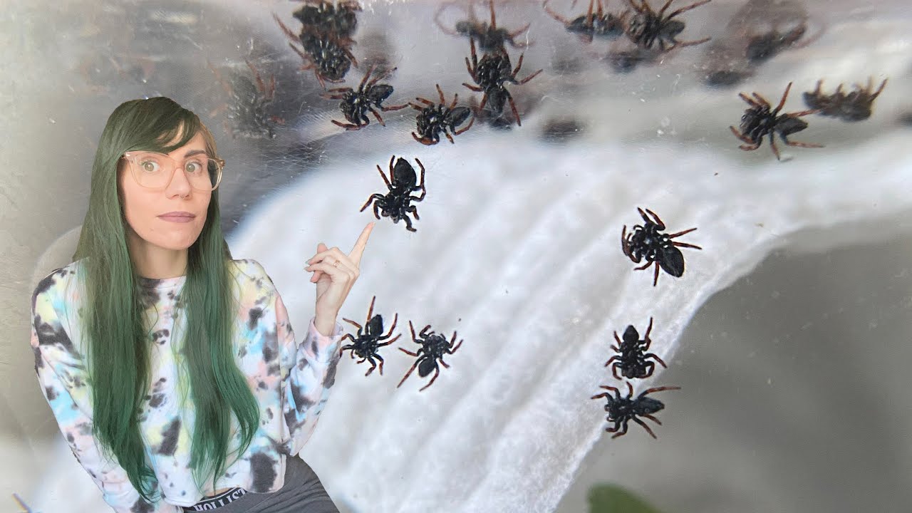 absolute CHAOS! rehousing 80+ jumping spider babies