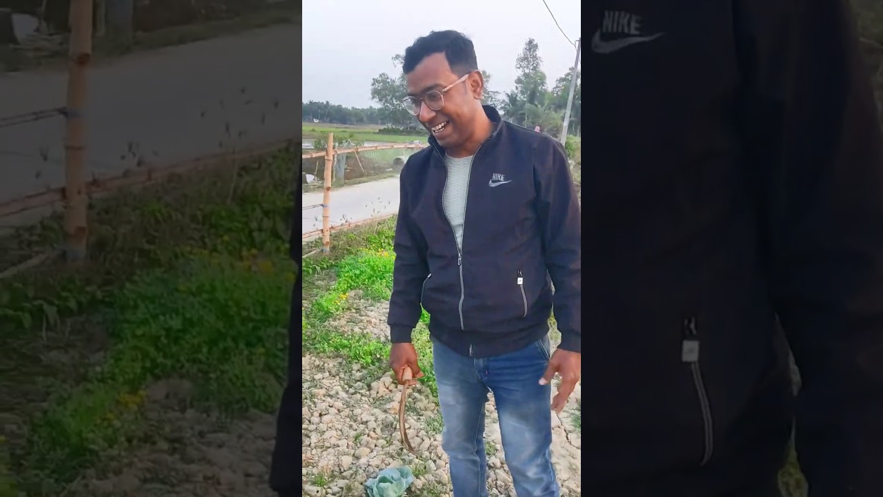 নিজের ক্ষেতে বাঁধাকপি হারভেস্ট | Badha Kofi Tula Bangla Vlog #viral