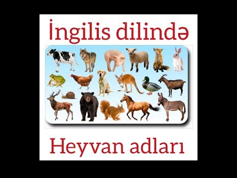 Video: Possum mənası haqqında?