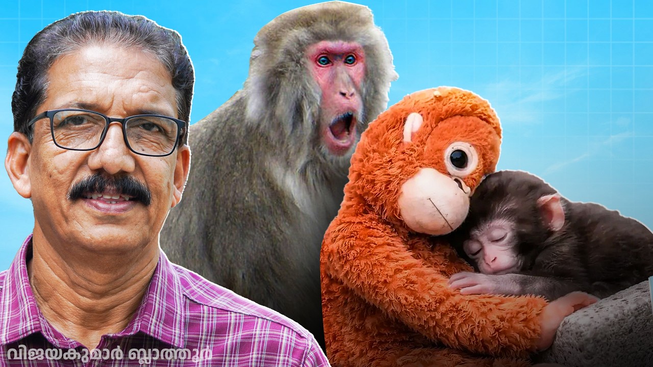 Punch, Japanese macaque baby അമ്മ ഉപേക്ഷിച്ച കുരങ്ങ് കുഞ്ഞ് snow monkey Facts video #wildlife