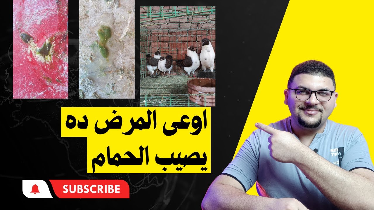علشان تبقى مربى حمام ناجح لازم تكتشف امراض الحمام وتشخص المرض صح