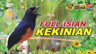 🔴 LIVE 08 - Masteran Murai Batu Pagi Hari Full Isian Tembakan kasar Materi kekinian