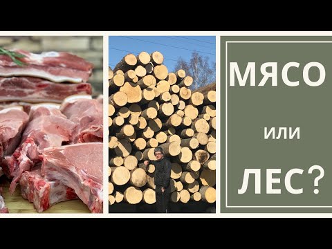 Мясной БИЗНЕС с нуля.  Часть 1 - вступление.  ЛЕС или МЯСО