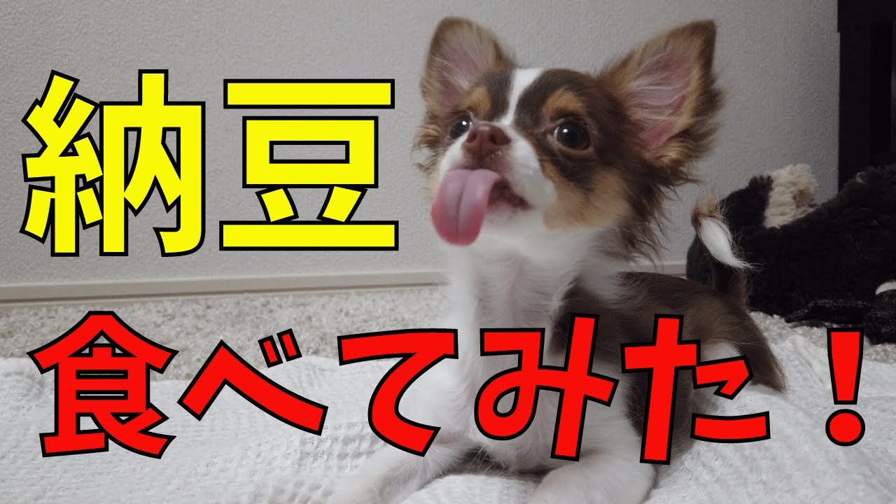 子犬チワワのおやつに納豆あげてみた！ YouTube