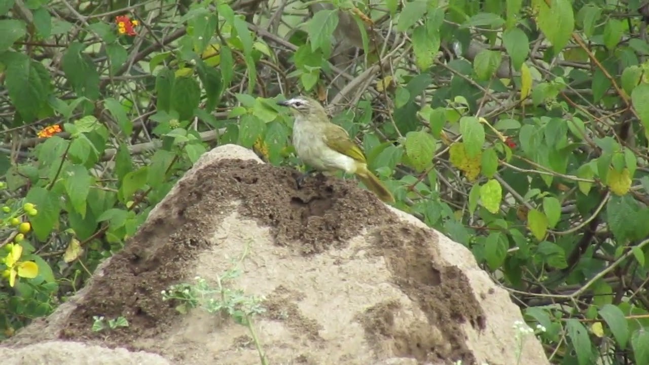 White browed bulbul (Pycnonotus luteolus) seen  feeding on ants. in Kiraksal Biodiversity Region.