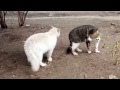 Коты забияки, внимание на морду!! :))