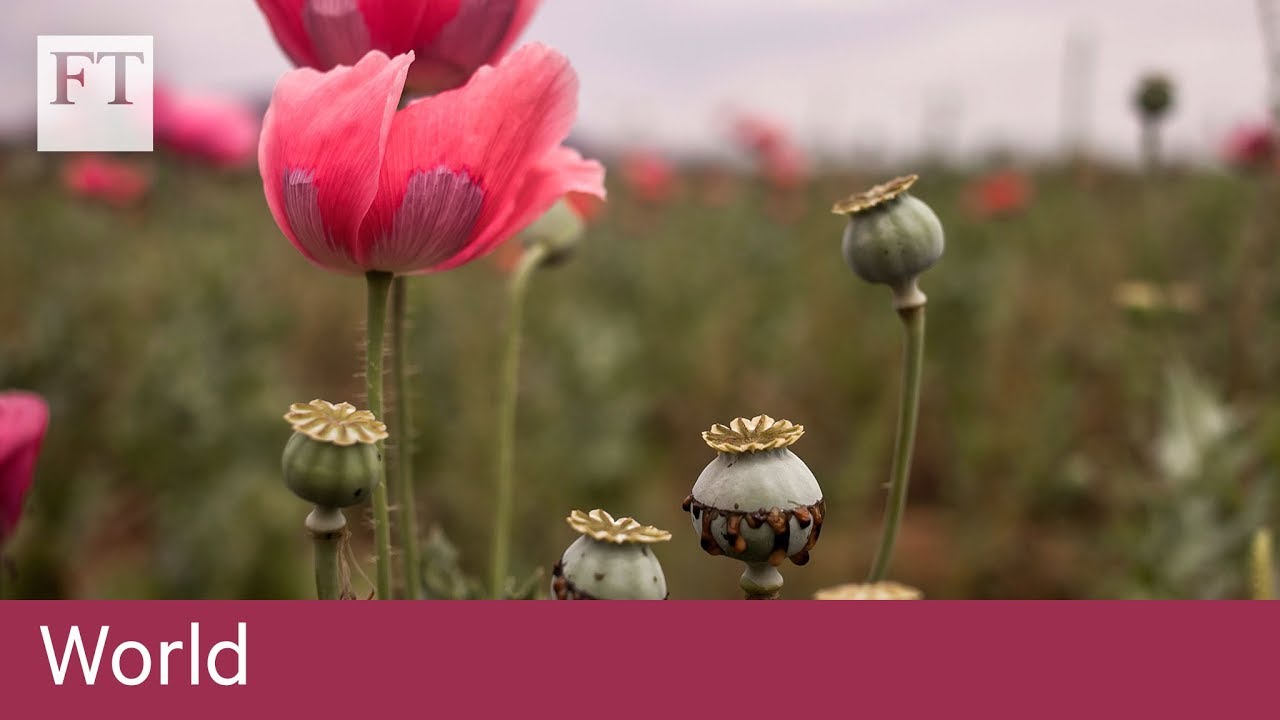Tasmania poppy growers hit by opiate crackdown - YouTube