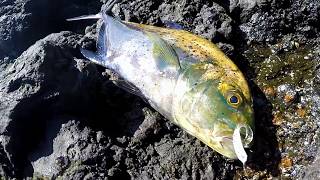 Hammer Bombs, Big Island Baits, , Campania Lures and a whole lot of action.