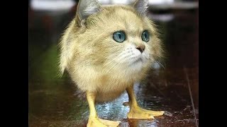 Mother cat with baby ducks and her kitten !
