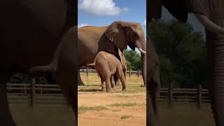 The Yoga Ball Bounce