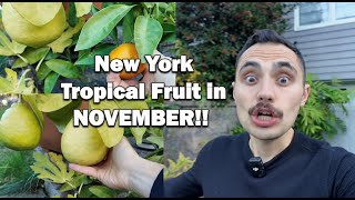 🌴 Growing Tropical Fruit in New York: Citrus, Papaya & More (in November!) 🍊🍍