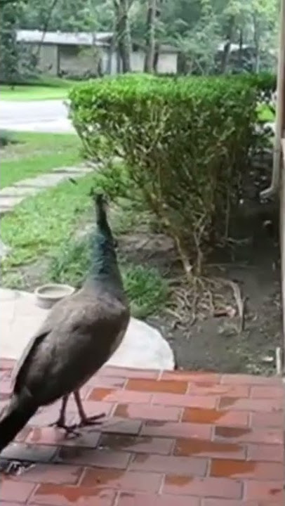 suara burung merak betina 🦚