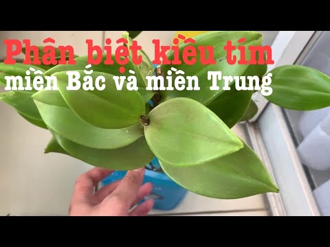 Cách phân biệt lan kiều tím miền Bắc và kiều tím miền Trung (kiều hồng) | Foci