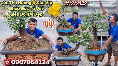 BG 11/2/2022👉Cúc Thọ Hương🌟Cúc Vip Ghép Gốc Tứ Quý Siêu Bo_Đế Vip☎️0907864124💫CS Cần Thơ HG