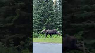 Moose Mom Races Vehicle