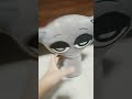 gray ar
