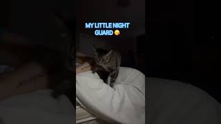 MY LITTLE NIGHT GUARD #nightguard #catlife #catvideos #everyone #highlights