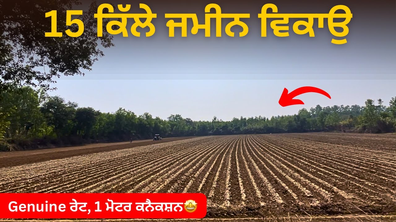 ⁣ਹੁਸ਼ਿਆਰਪੁਰ ਨੇੜੇ 15 ਕਿੱਲੇ ਵਿਕਾਉ 🤩 land for sale in Punjabvideo: 244Land Size : 15 acres