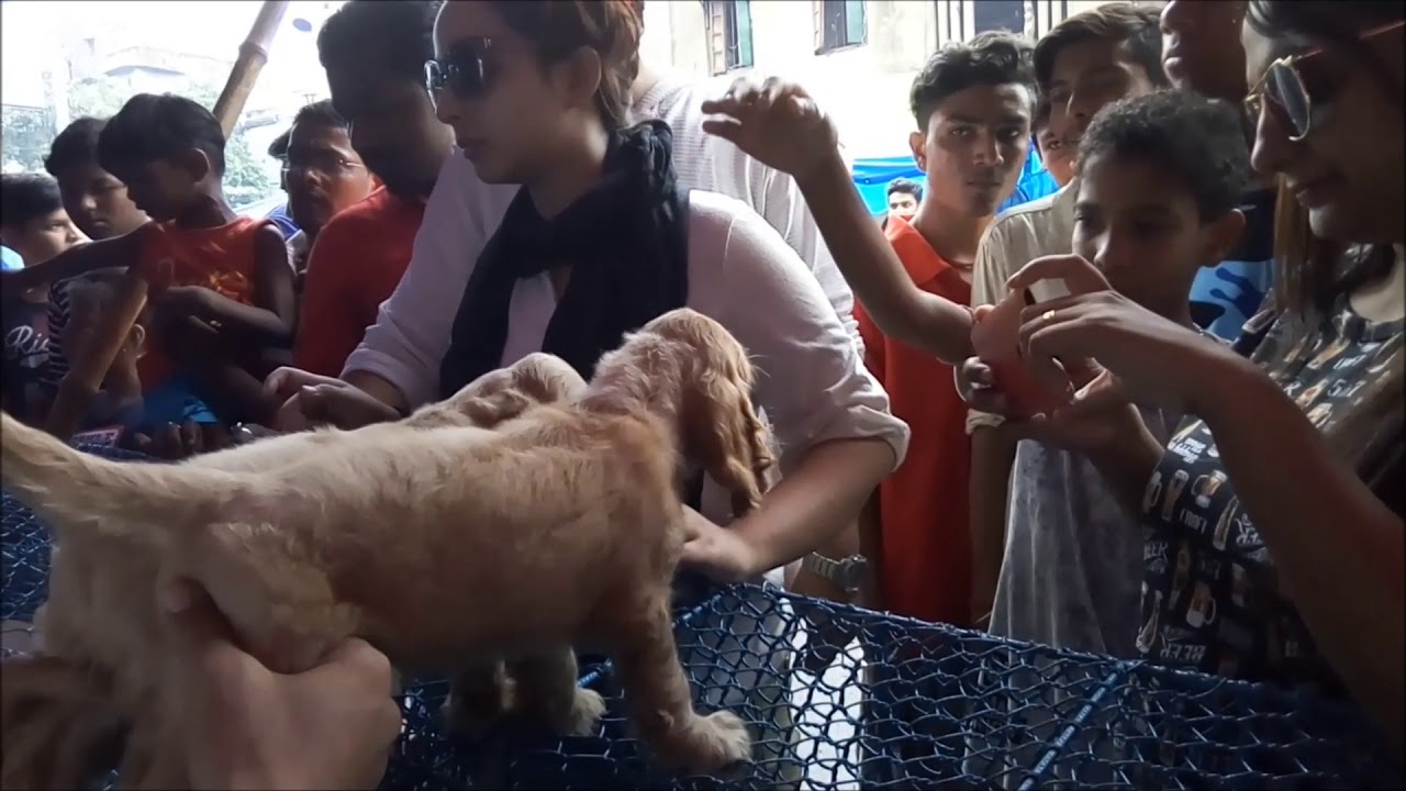 puppy videos for dogs to watch How People Searching Their Favourite Puppy At Galiff Street Kolkata