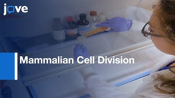 Mammalian Cell Division-3D Matrices: Quantitative Confocal Reflection Microscopy l Protocol Preview
