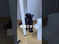 拾った猫と先住猫を対面させた結果…