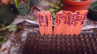 Heirloom Tomatoes for 2022