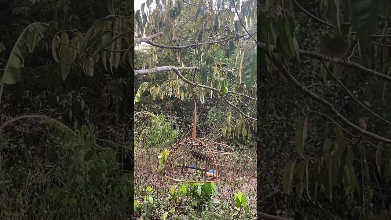 ต่อนกดอกแตง🤩Ep184🤩พี่จเด็ดปะทะ🤩เจ้าระเบิดนิวเคลียร์ เบิ้ลริ๊กกระจาย หัวใจจะวายลุ้นกันนาน🤩