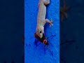 Lizard vs Cockroach Real Fight | Cockroach Escape Attempt Caught on Camera 🦎🪳 | Survival Battle